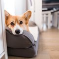 犬があごを乗せがち…