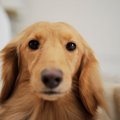 犬が飼い主に『ウザ…