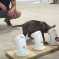 子犬、警察犬になる…