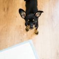 犬が『家の中』でマ…