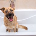 犬を『お風呂好き』…