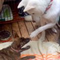 『危険な犬種』と言…