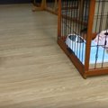 実は猫派だった？に…