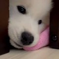 アザラシになっちゃ…