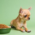 犬の免疫力が下がっ…