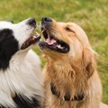 「賢い犬＝飼いやす…