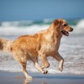 犬のデトックス～体…