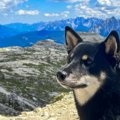 犬の家畜化の起源に…