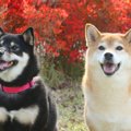 犬の老化を遅くする…