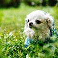 雨上りに犬の散歩を…