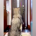 『おとーさん帰って…