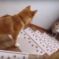 先輩柴犬に階段の上…