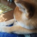犬のフィラリア感染…