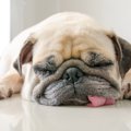 大丈夫なの？犬が舌…