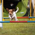 犬と公園での遊び方…