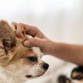 犬にＮＧな撫で方４…