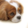 犬のワクチン接種後…