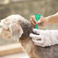 犬のノミ駆除薬が環…