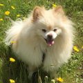 ブリーダー放棄犬だ…