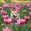 犬がお出かけしたと…
