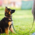『賢い犬種』3選　頭…