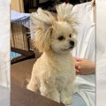可愛すぎ♡お耳がでっ…