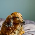 犬が『認知症』にな…