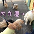 内弁慶すぎる犬が「…