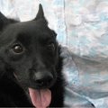 愛犬が教えてくれた…