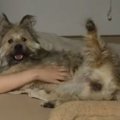 「撫でろ」と飼い主…