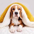 『服を嫌がる犬』が…