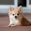小型犬によくある病…
