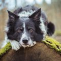 大型犬を飼う前に、…