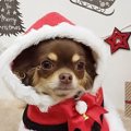 Laylaのわんちゃん占…