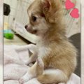 ちょこんとお座り♡チ…