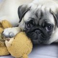 犬の『甘噛み』はや…