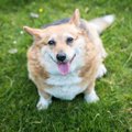 気をつけて！犬が『…