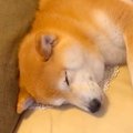お姉ちゃんの帰省で…
