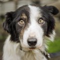 犬が『恐怖』を感じ…
