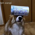 おやつ入りの箱を狙…