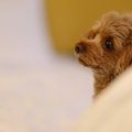 犬が寝る前に『グル…
