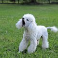 犬がすぐに吠えてし…