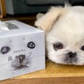 わんこさんがティッ…