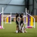愛犬と楽しめる『ド…