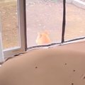 ジャーキー以外には…