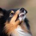 犬が飼い主に『不満…