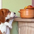 犬に与えても大丈夫…