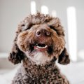 犬の口がいつもより…