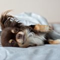 犬が『一緒に寝たい…