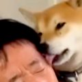 犬から舐められまく…
